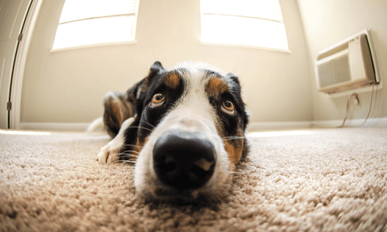 Paw Perfect Flooring